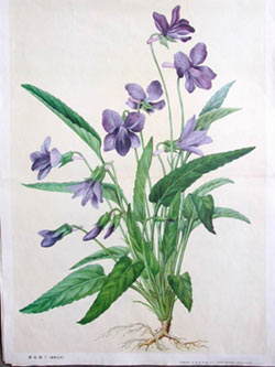 自然寶貝 紫花地丁